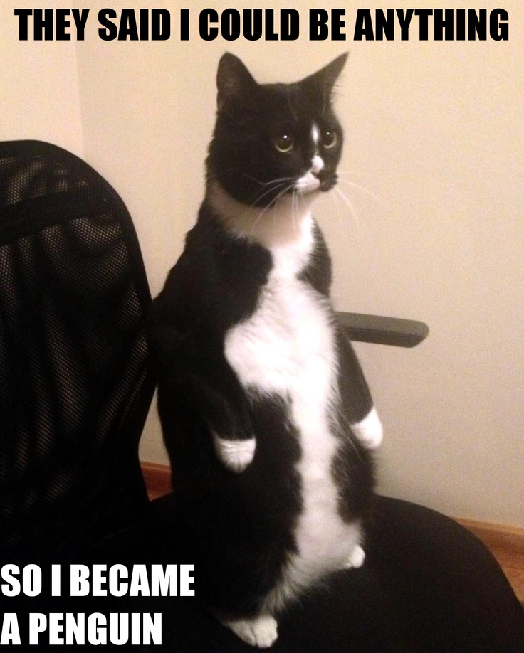 I became a penguin
